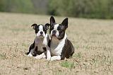 BOSTON TERRIER 242